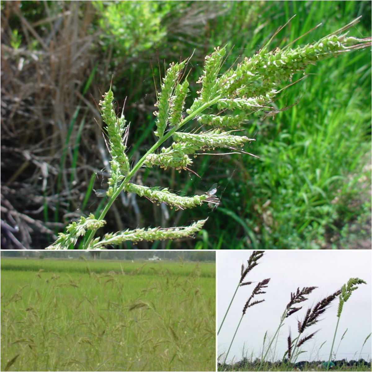 co long vuc cỏ lồng vực lúa