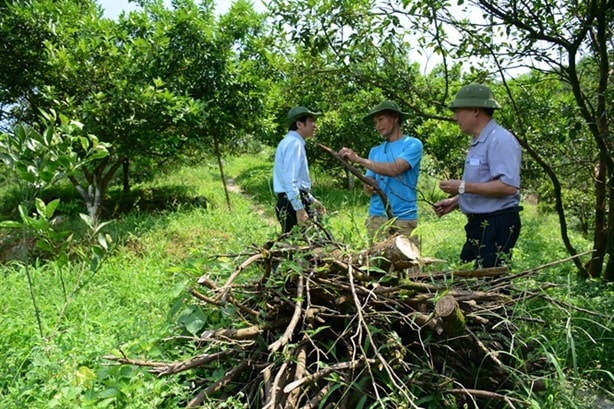 nong duoc