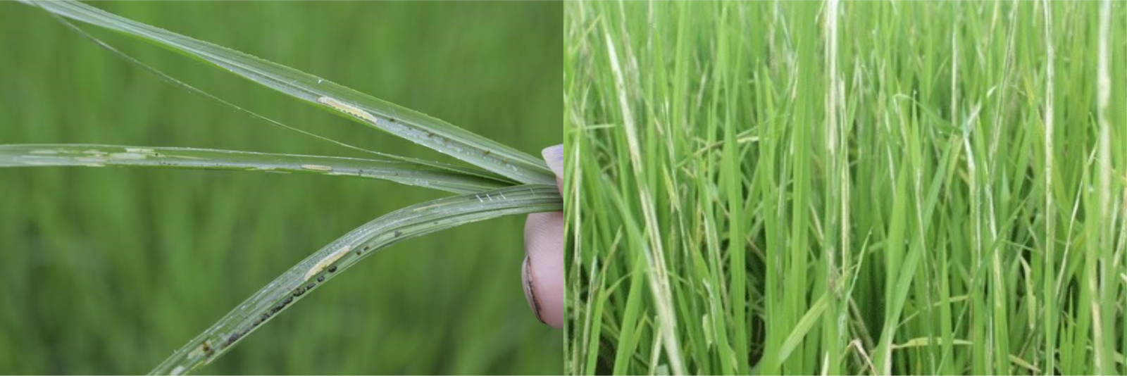 sau cuon la sâu cuốn lá apc nong duoc bvtv