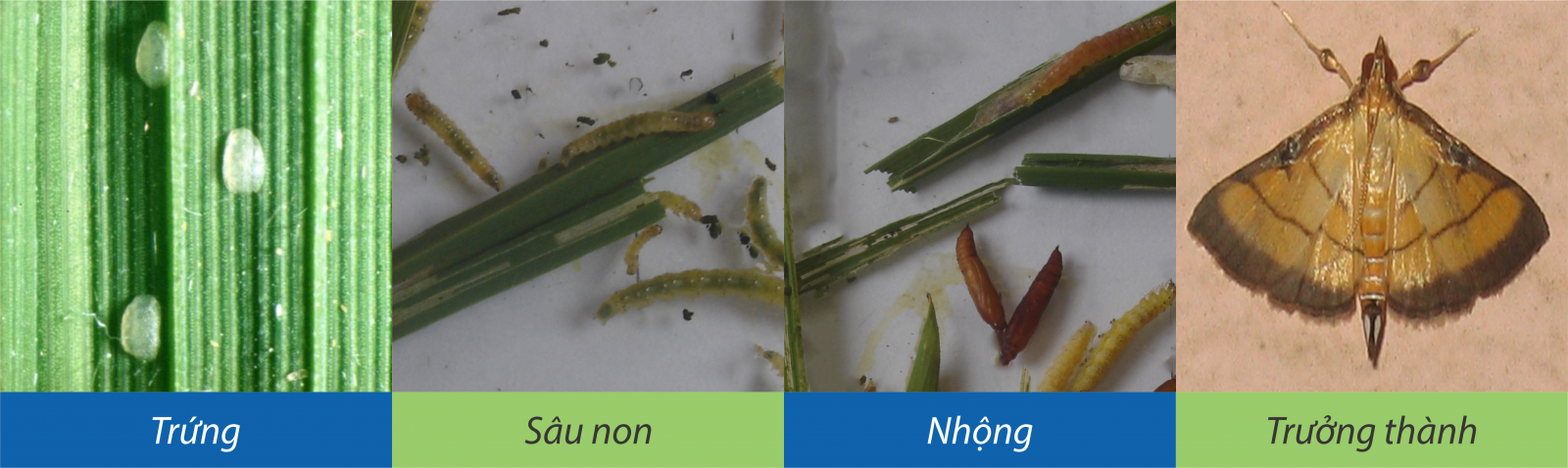 sau cuon la sâu cuốn lá apc nong duoc bvtv
