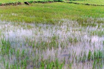 bo tri lua bọ trĩ lúa nong duoc apc bvtv