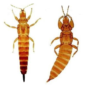 bo tri lua bọ trĩ lúa apc nong duoc bvtv