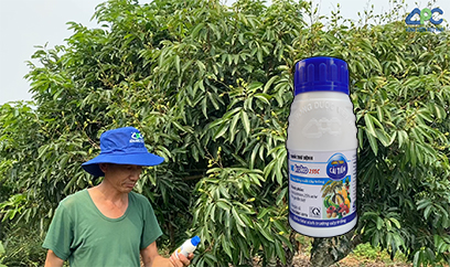 PHÒNG TRỪ RỈ SẮT, MẮT CUA TRÊN CÂY VẢI U HỒNG