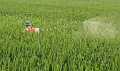 Phú Xuyên chủ động bảo vệ cây trồng trước nguy cơ sâu bệnh