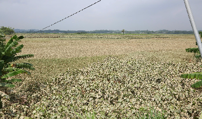 Quy Mông ứng phó thiên tai, bảo vệ mùa vàng