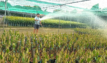 Bến Tre có tiềm năng trở thành trung tâm cây giống cấp quốc tế