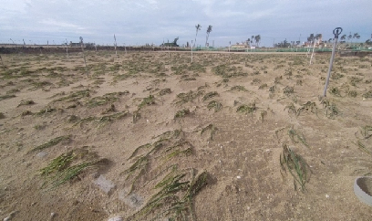 Quảng Ngãi: Hơn 172 ha hoa màu của người dân bị hư hỏng