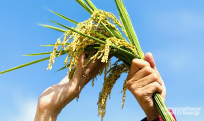 Canh tác lúa giảm phát thải trên đất nhiễm phèn, kết quả vượt xa kỳ vọng