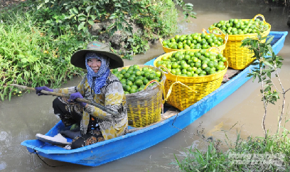 Giá chanh tăng mạnh trong mùa nắng nóng
