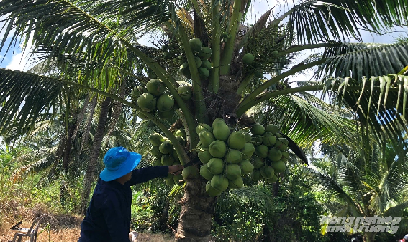 Dừa dứa - 'Cây đổi đời' của nông dân vùng đất phèn U Minh Thượng