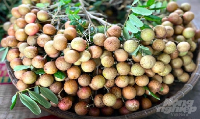 Áp dụng kỹ thuật rải vụ, giá nhãn xuồng cơm vàng tăng cao