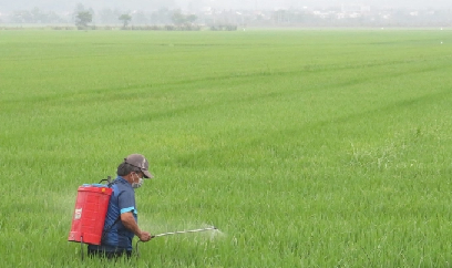 Giống lúa dễ nhiễm đạo ôn, vẫn được đưa vào cơ cấu sản xuất