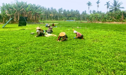Trồng rau má, cả phường khá lên