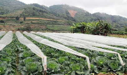Khuyến cáo phòng chống rét cho cây vụ đông ở vùng cao