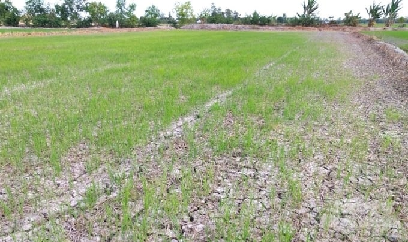 Hàng trăm ha lúa có nguy cơ thiệt hại hoàn toàn do hạn mặn