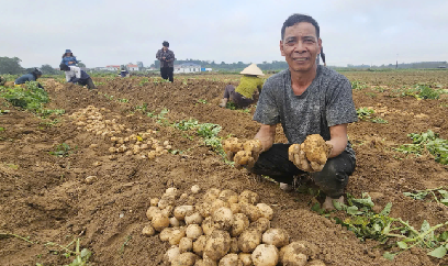 Triển khai mô hình trồng khoai tây trên vùng đất cát