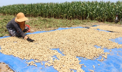 Vì sao nhiều cây chịu hạn hiệu quả cao, nhưng khó mở rộng?