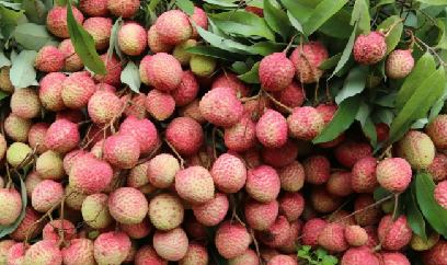 Ổn định sản xuất vải, nhãn trong điều kiện thời tiết bất lợi