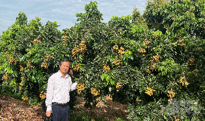 Sơn La bội thu nhãn chín sớm
