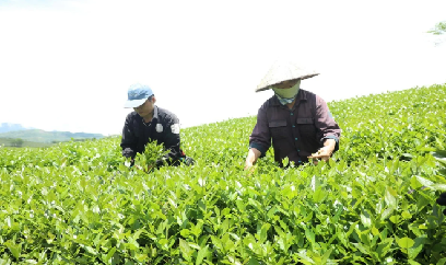 Định vị thương hiệu chè Lào Cai [Bài 1]: Gỡ khó cho Liên Sơn
