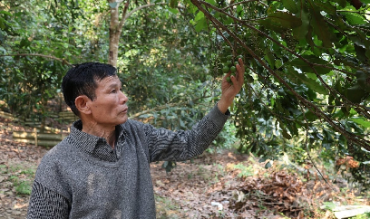Người bạo gan đưa cây mắc ca lên vùng đất cằn Quan Hóa