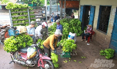 Đồng Nai vào cao điểm thu hoạch trái cây chính vụ
