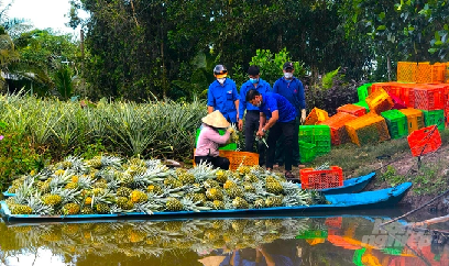 Thu nhập tốt nhờ xử lý khóm trái vụ trên đất mặn phèn