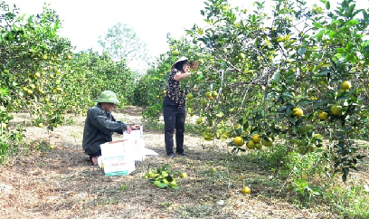 Cam Vinh vào vụ thu hoạch, giá cao hơn mọi năm
