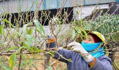 Xuân Du vào vụ tuốt lá đào phai