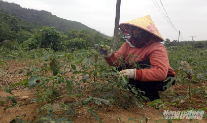 Quảng Trị: Trên 1,4 nghìn ha sắn nhiễm bệnh khảm lá