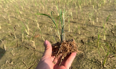 Huyện Chương Mỹ mất trắng nhiều diện tích lúa, rau màu, cây ăn quả