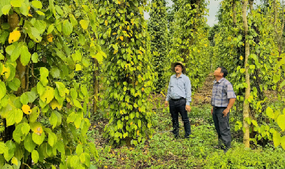 Miền Trung - Tây Nguyên tập trung bảo vệ sản xuất dịp Tết