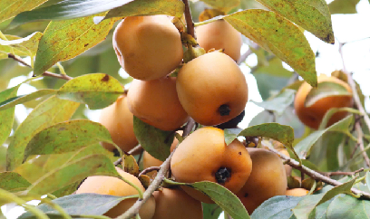 Mùa hồng ngọt trên quê Bác