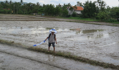 Còn 824ha chưa gieo sạ lúa hè thu