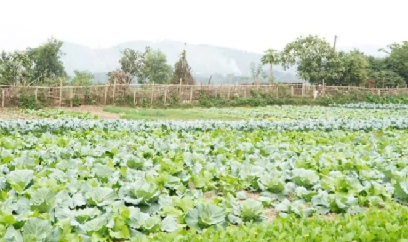 Trồng rau vụ đông bán dịp Tết, thu hàng trăm triệu đồng/ha