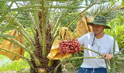 Trồng hơn 1.200 gốc chà là, mỗi năm lãi nửa tỷ đồng
