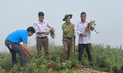 Trồng thí điểm thành công 'nhân sâm của người nghèo'