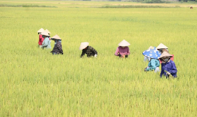 Liên kết sản xuất lúa giống, lãi gấp 3 lúa thương phẩm