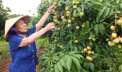 Phúc Hoà phát động phong trào ‘vườn vải đẹp’
