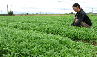 Làng rau Thuận Nghĩa nô nức vào vụ Tết