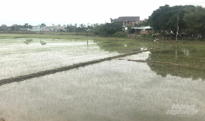 Cứu lúa, đẩy nhanh gieo sạ lại sau mưa lũ