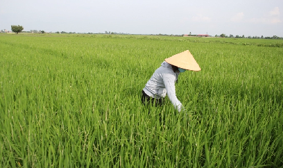 'Thời điểm vàng' quyết định thành bại vụ mùa