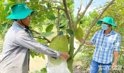 Siết chất lượng vùng trồng mít để giữ thị trường xuất khẩu