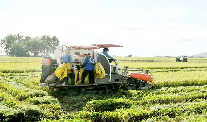ĐBSCL: Nhiều nơi thiếu phương tiện thu hoạch lúa hè thu