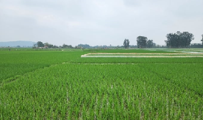 Đau đầu ứng phó chuột hại mùa màng