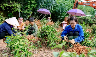 Phát triển vùng cây dược liệu trên quê hương 'khoán hộ'
