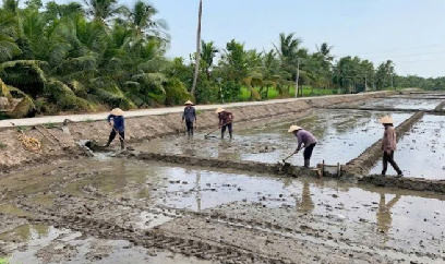 Giá lúa nhích lên, nông dân tất bật xuống giống vụ hè thu