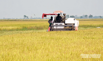 Tập trung thu hoạch lúa đông xuân, gấp rút triển khai vụ hè thu