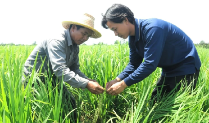 Vui xuân, đón Tết không quên ruộng vườn