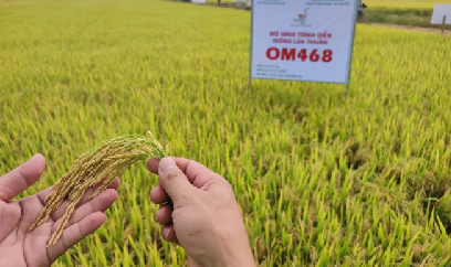 Thời tiết không thuận lợi, giống lúa OM468 vẫn đạt năng suất hơn 10 tấn/ha